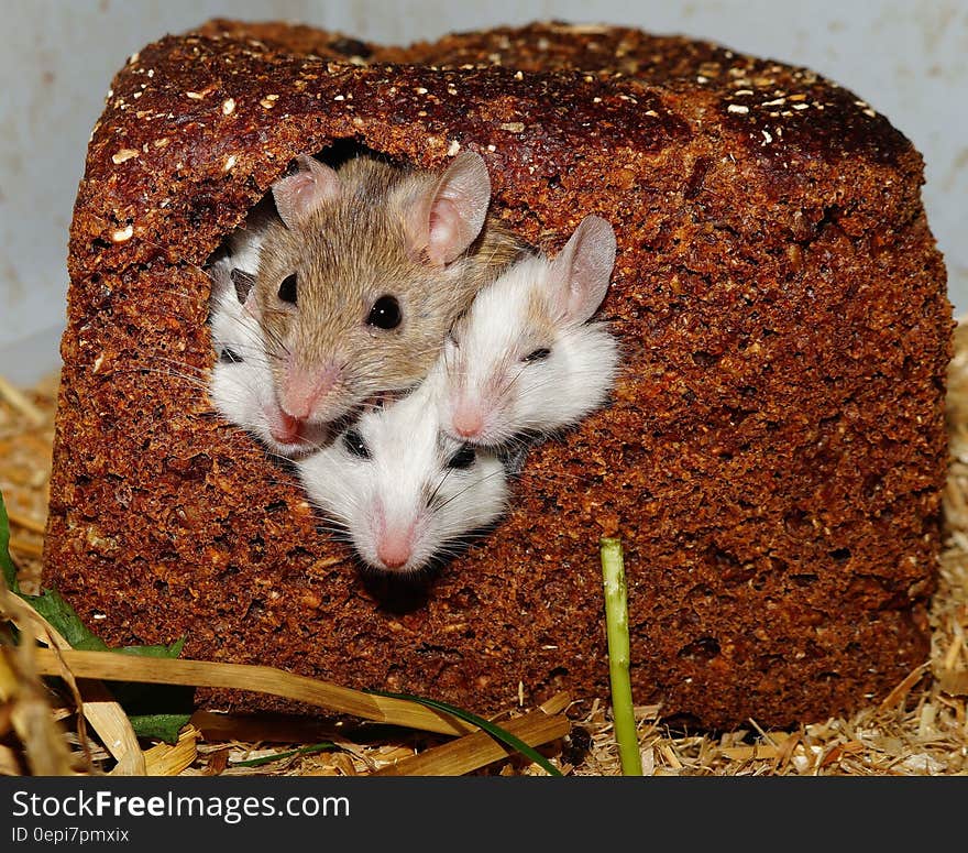 Four Small White Brown Mice Poking Their Heads Out from a Bread Loaf