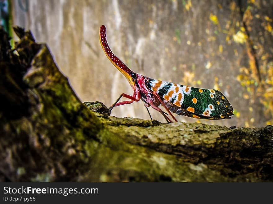 Green Yellow and White Insect on Green Tree Trunk