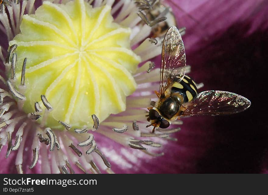 Yellow and Black Bee in Yellow Flower