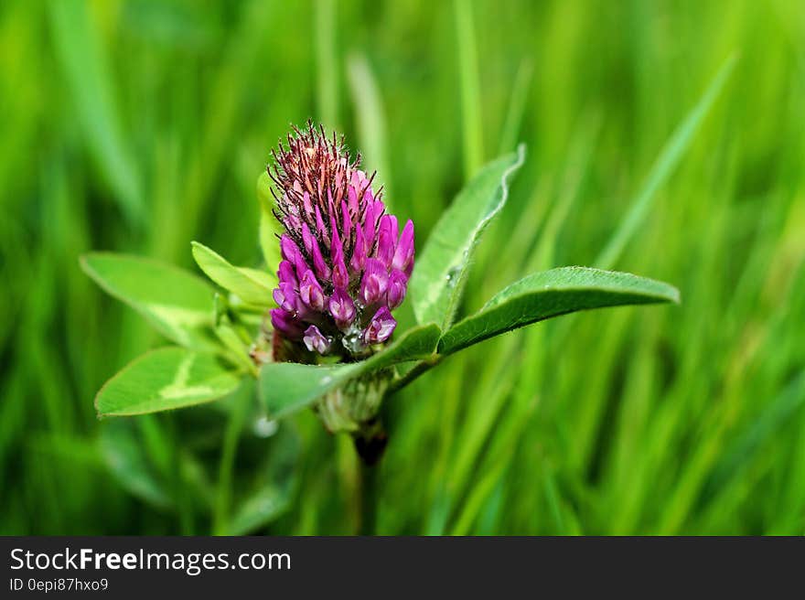 Purple Petal Flower on Green Grass