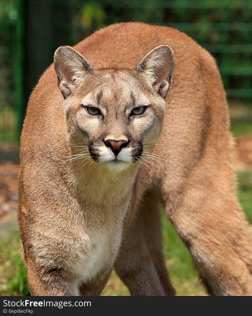 Cougar Animal