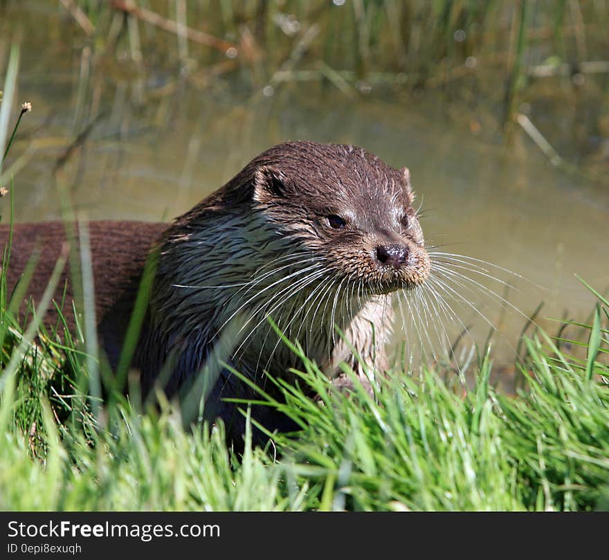 Brown Otter Near Green Grass