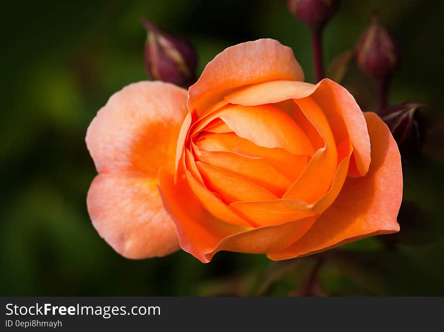 A close up of an opened rose blossom.