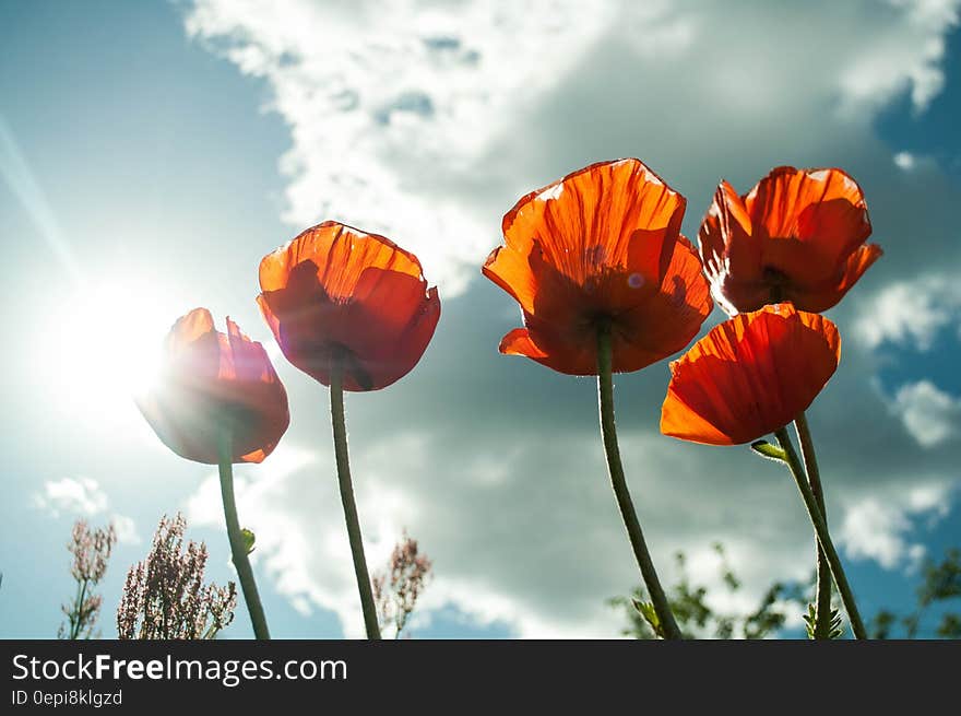 Orange Petaled Flower