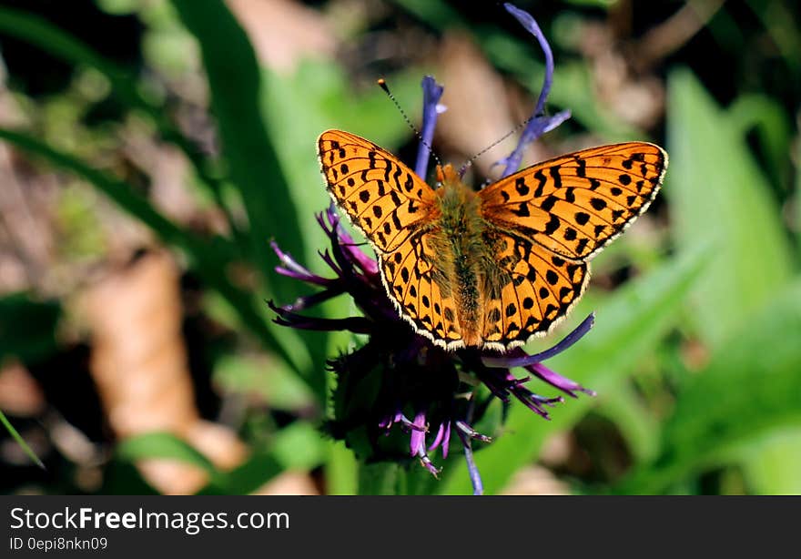 Yellow and Black Butterfly on Purple Flower at Daytime