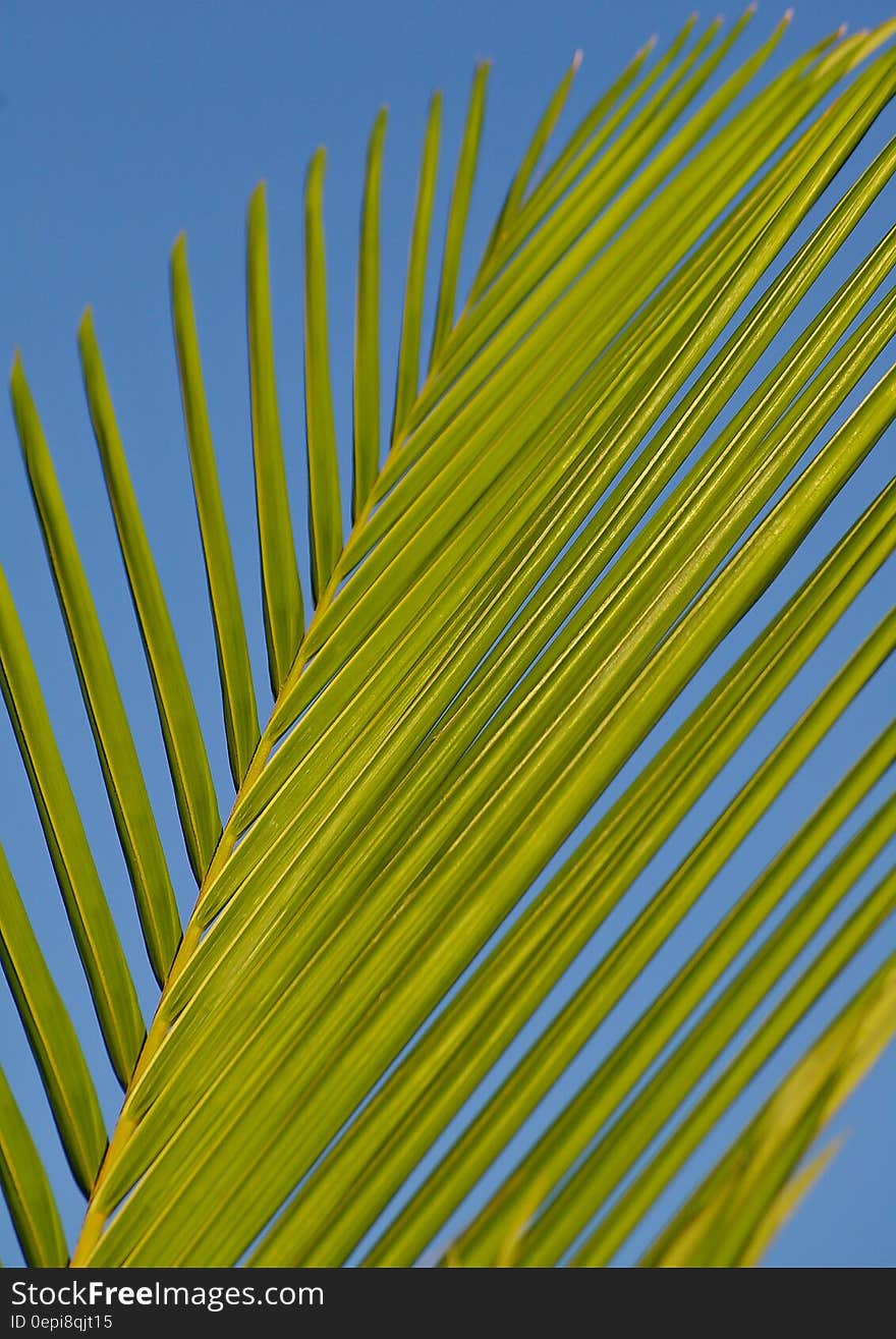 Green Palm Tree Branch during Daytime