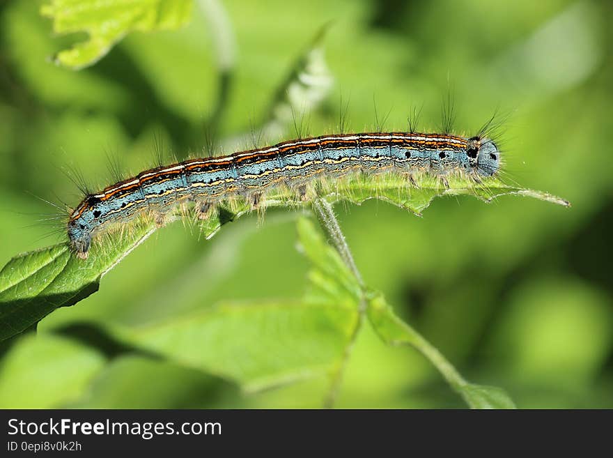 Green Black and Brown Caterpillar