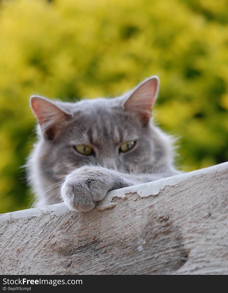 Portrait of a fluffy gray cat peering over a wall or the trunk of a fallen tree, green background. Portrait of a fluffy gray cat peering over a wall or the trunk of a fallen tree, green background.