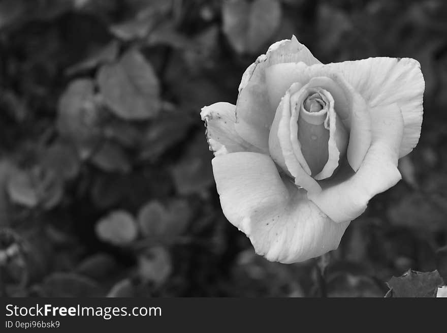 Single white rose with delicate petals just opening and with selective focus, dark background. .