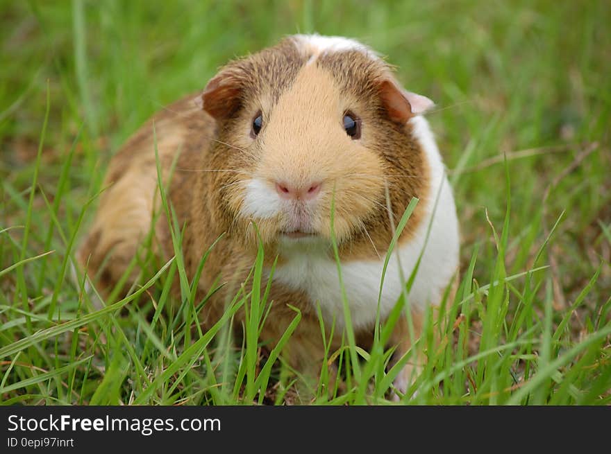 White and Brown Guinea Pig on Ground