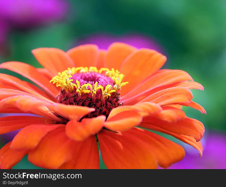 Orange Gerbera Flower