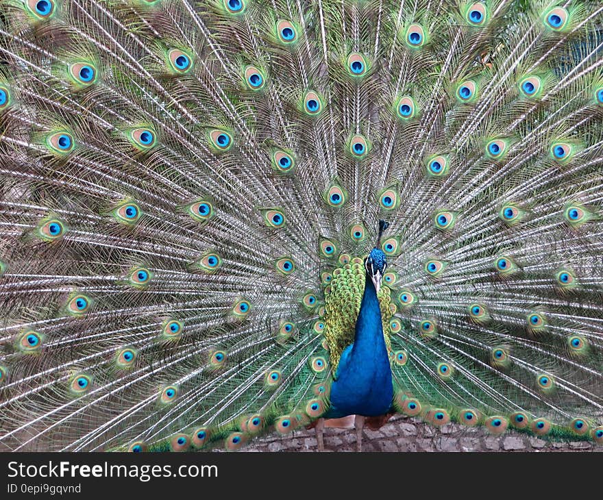 Colorful Peacock