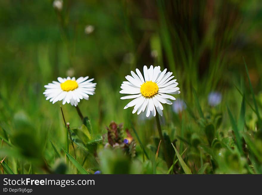 Closeup of two white and yellow daisy flowers in a meadow with selective focus. Closeup of two white and yellow daisy flowers in a meadow with selective focus.