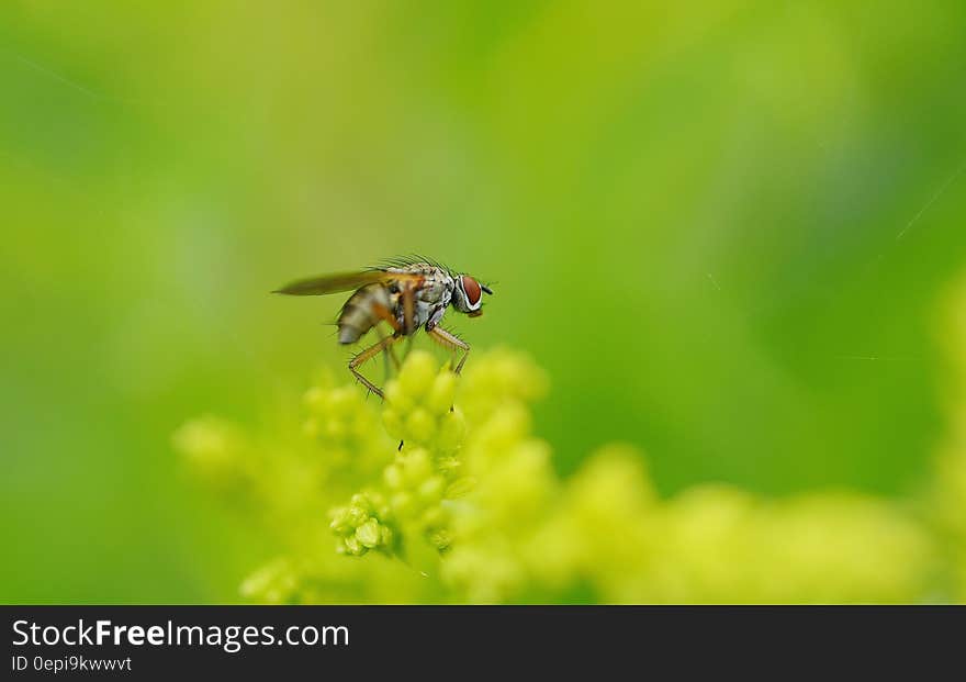 Gray Orange Bug on Yellow Petaled Flower