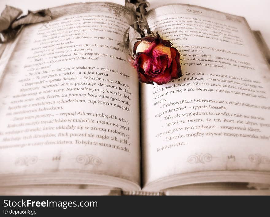 A dried rose on an open book. A dried rose on an open book.