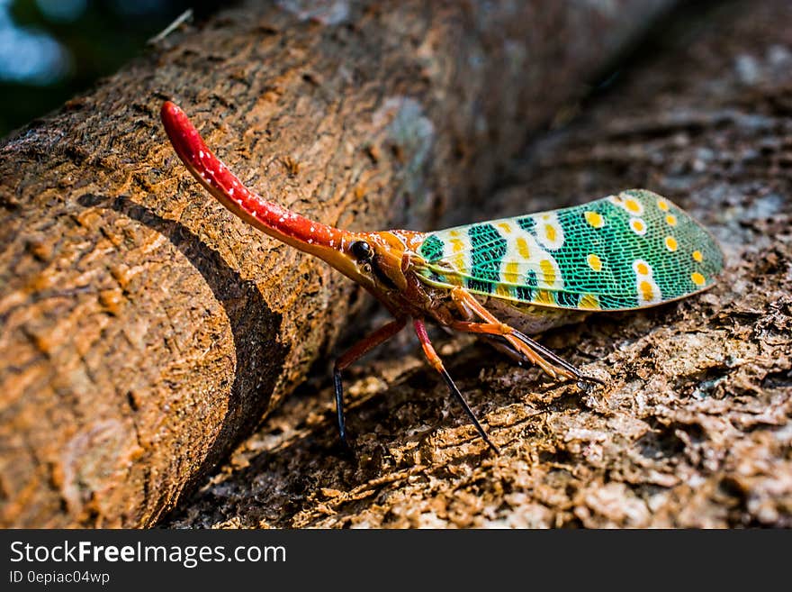 A planthopper known as lanternfly (Pyrops candelaria) insects close up by a branch of a tree. A planthopper known as lanternfly (Pyrops candelaria) insects close up by a branch of a tree.