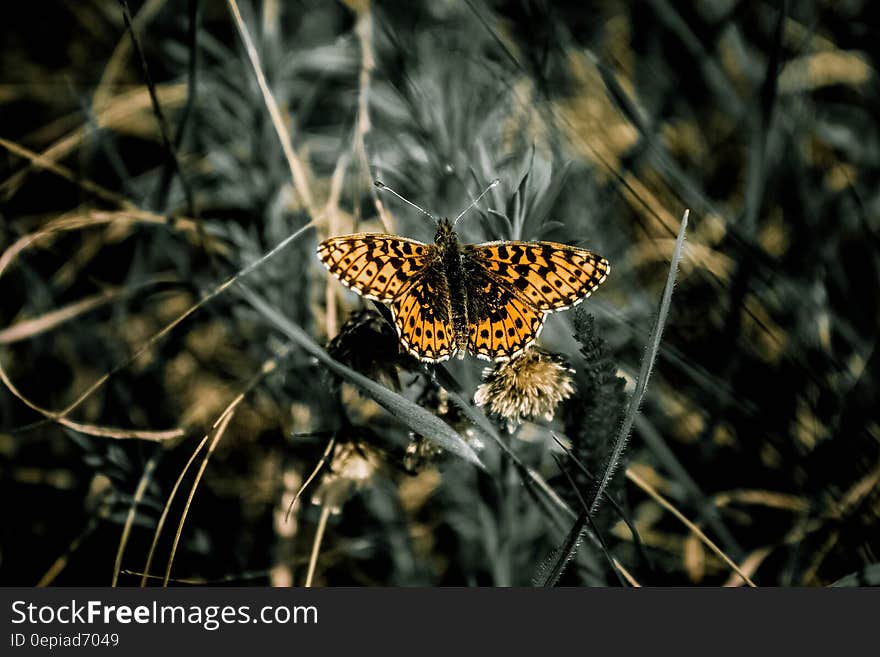 Selective Focus Photo of Black White and Yellow Butterfly