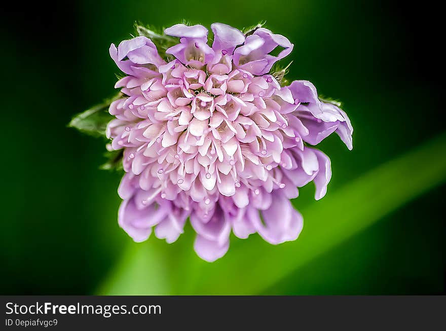 A Scabiosa or pincushion flower close up. A Scabiosa or pincushion flower close up.