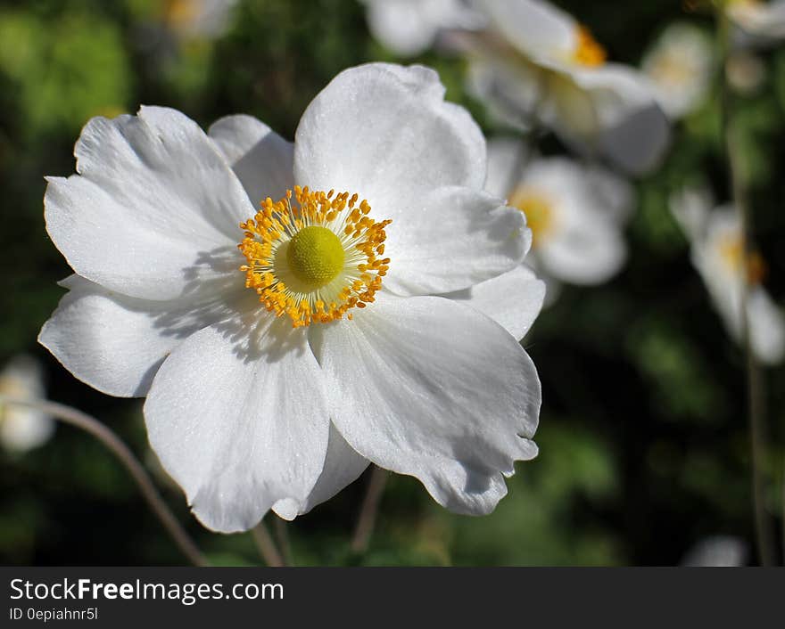 White Flower With Yellow Center