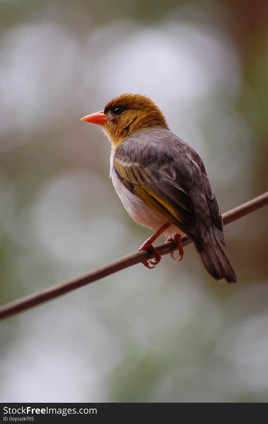 Brown and Black Feather Bird on Tree Branch