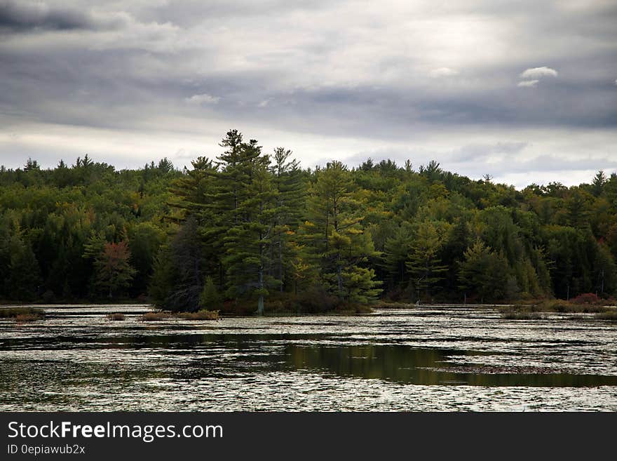 Green Trees Across the Water