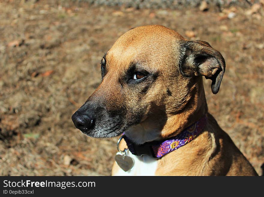 Brown and White Short Coat Medium Size Dog