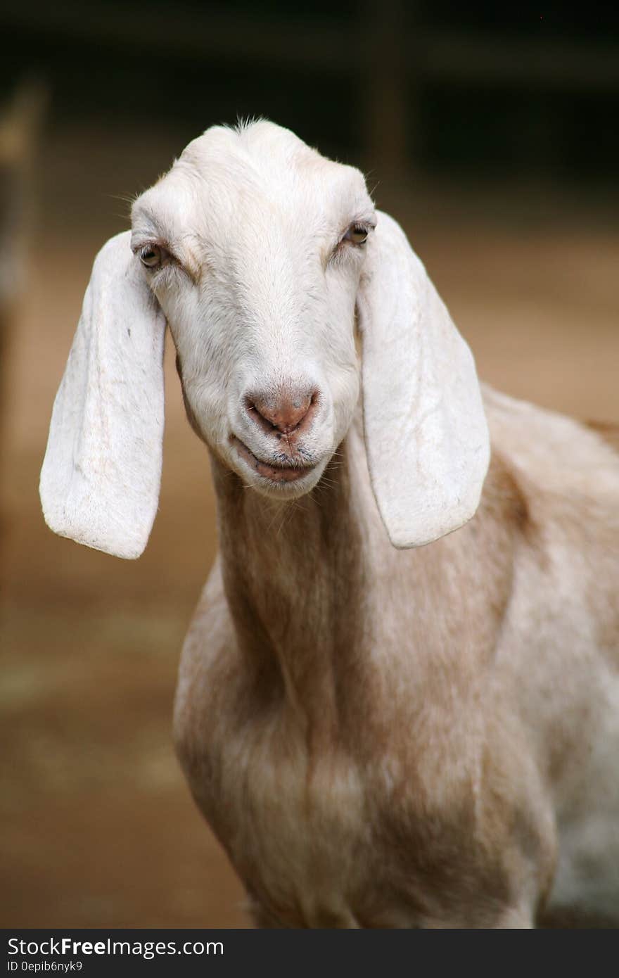 Closeup portrait of goat (nanny) with white floppy ears and soft gentle expression, brown uncluttered background.