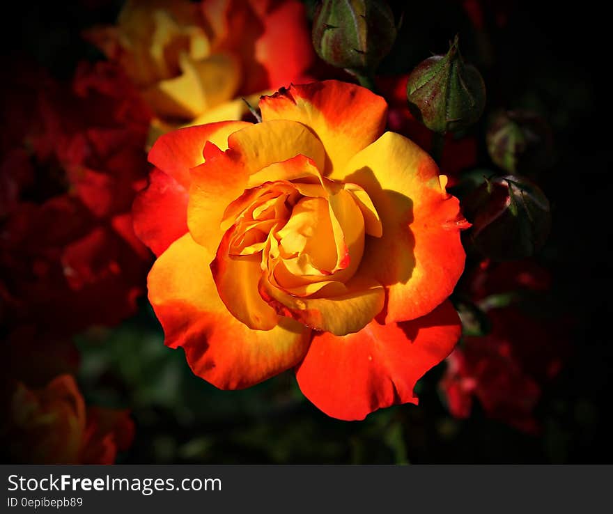 Focus Photography of Yellow and Orange Petaled Flower