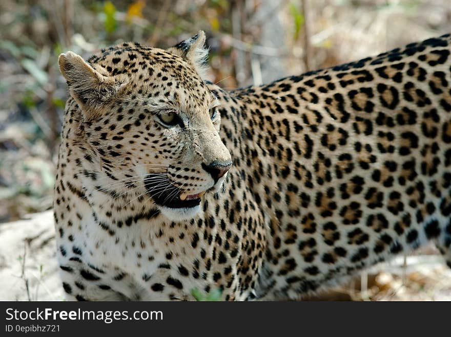 A close up of a leopard in its natural habitat.