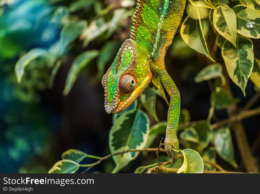 Green Chameleon on Green Leaved Tree