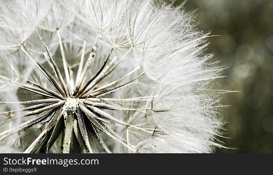 Dandelion Macro Photography