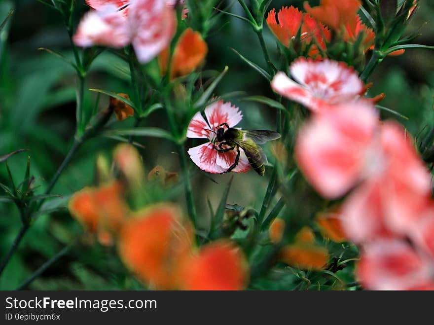 A bee pollinating a red white field flower. A bee pollinating a red white field flower.