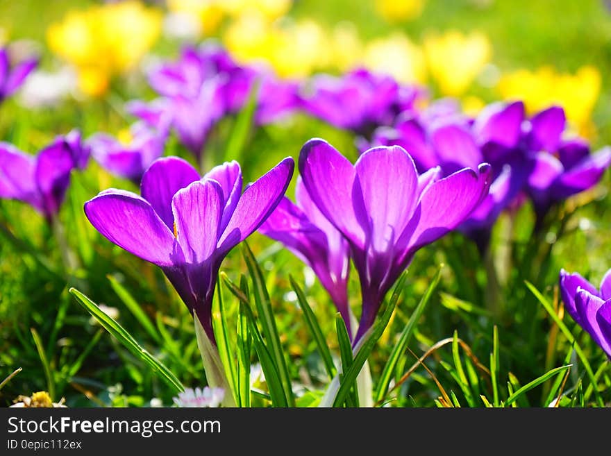 Purple Multi Petaled Flower