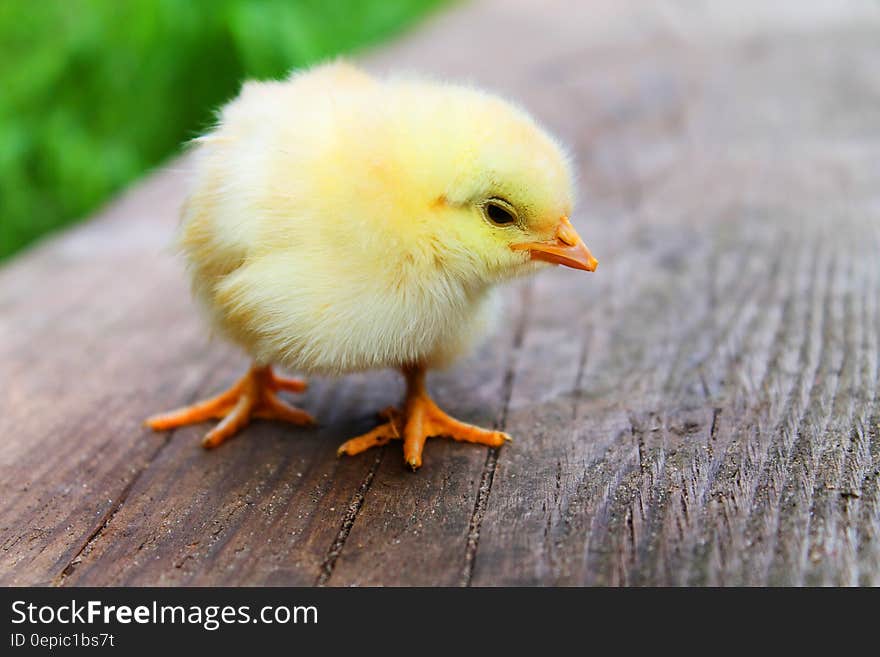 A close up of a yellow chicken standing on a wooden table. A close up of a yellow chicken standing on a wooden table.