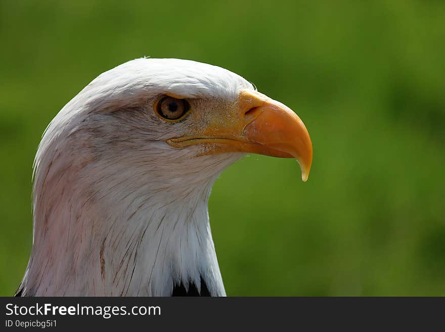 A close up shot of an eagle head.