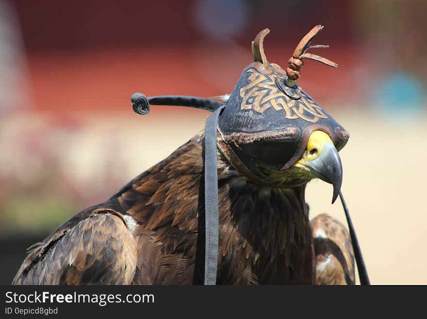 A hawk with a cover over its head.