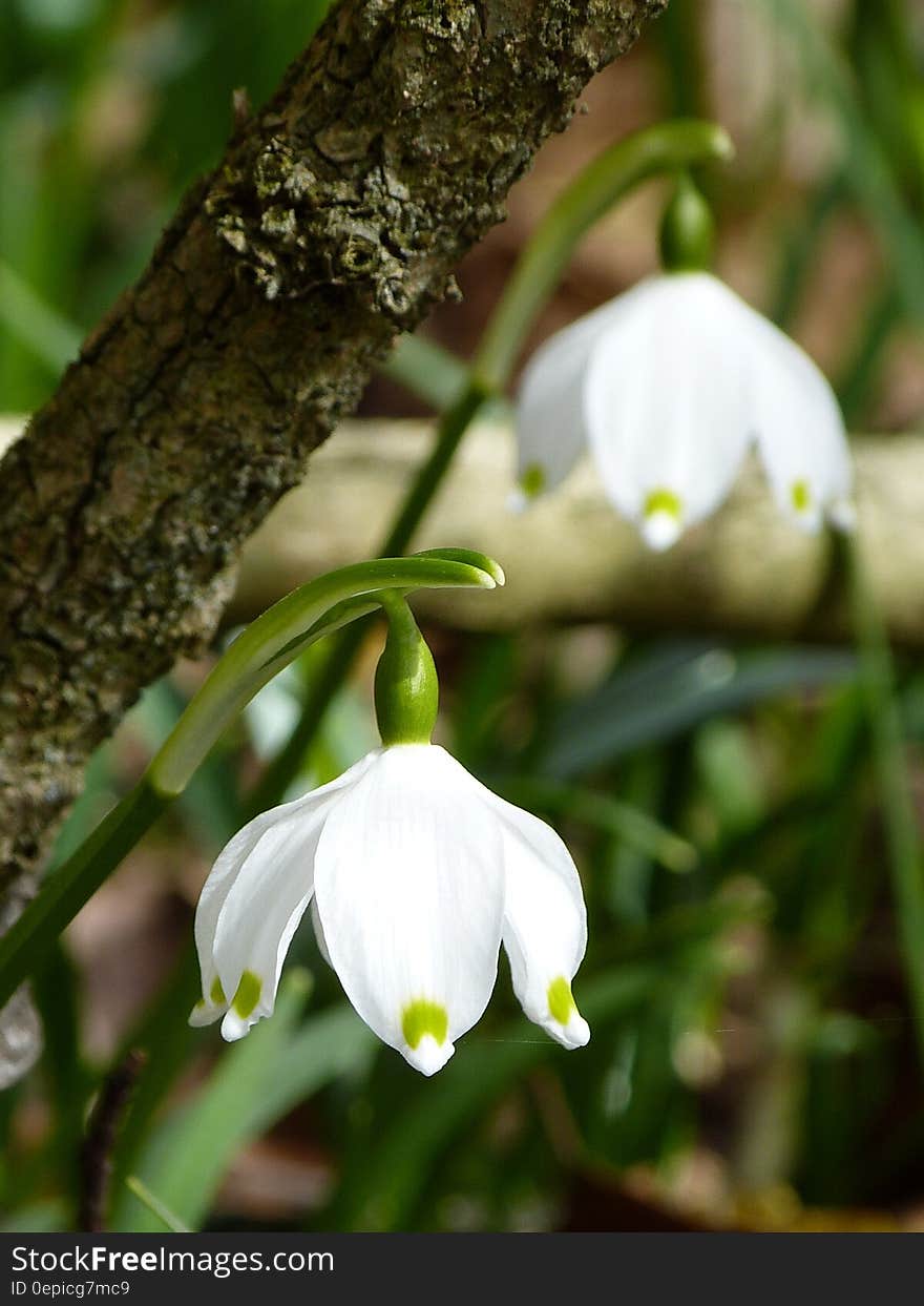 White Down Facing Flower