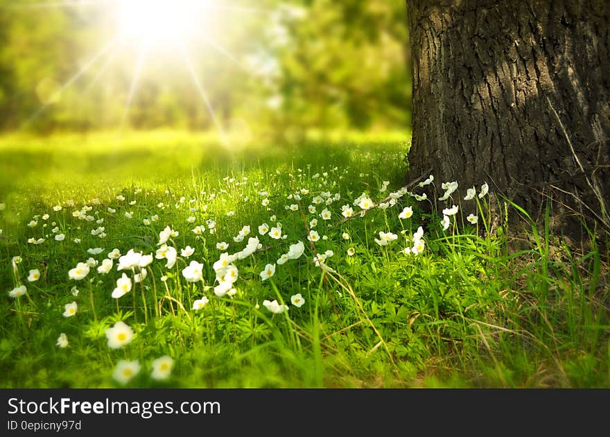 White Blooming Flower Under the Tree during Daytime