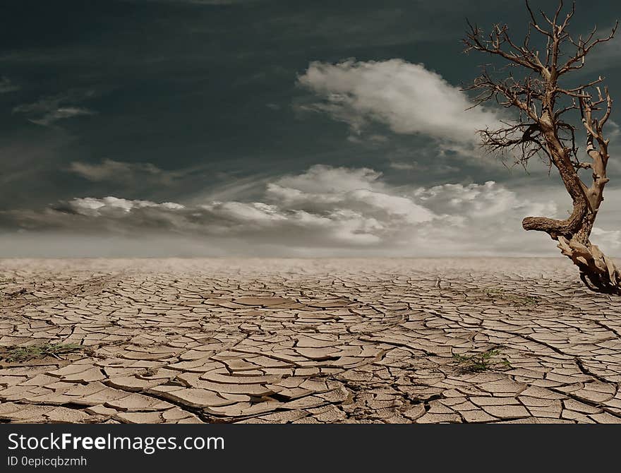 Photo of Brown Bare Tree on Brown Surface during Daytime