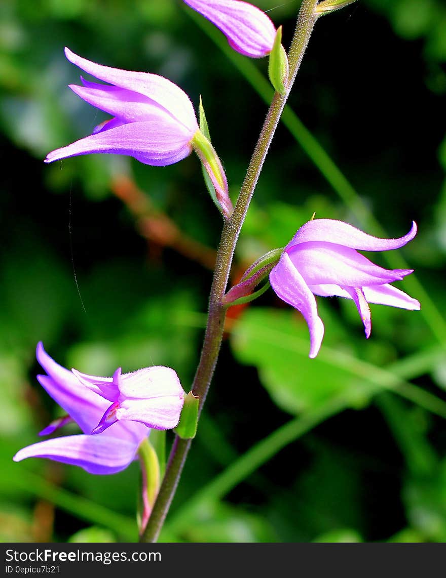 Purple Petal Flower on Stem during Daytime on Selective Focus Photography