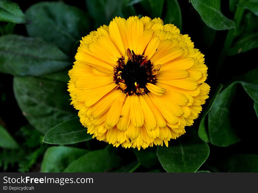 Close up of yellow bloom in green leaves in sunny garden. Close up of yellow bloom in green leaves in sunny garden.