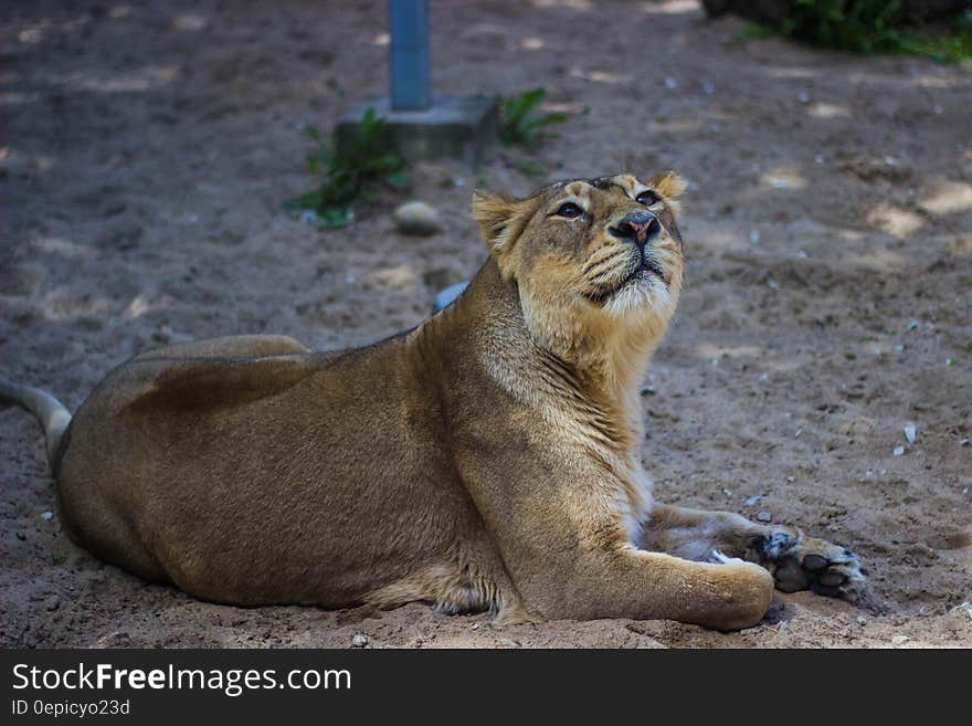 Adult Lioness