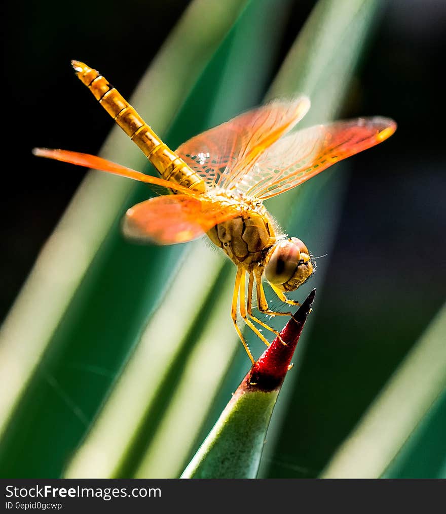 Orange Dragonfly on Red and Green Leaf