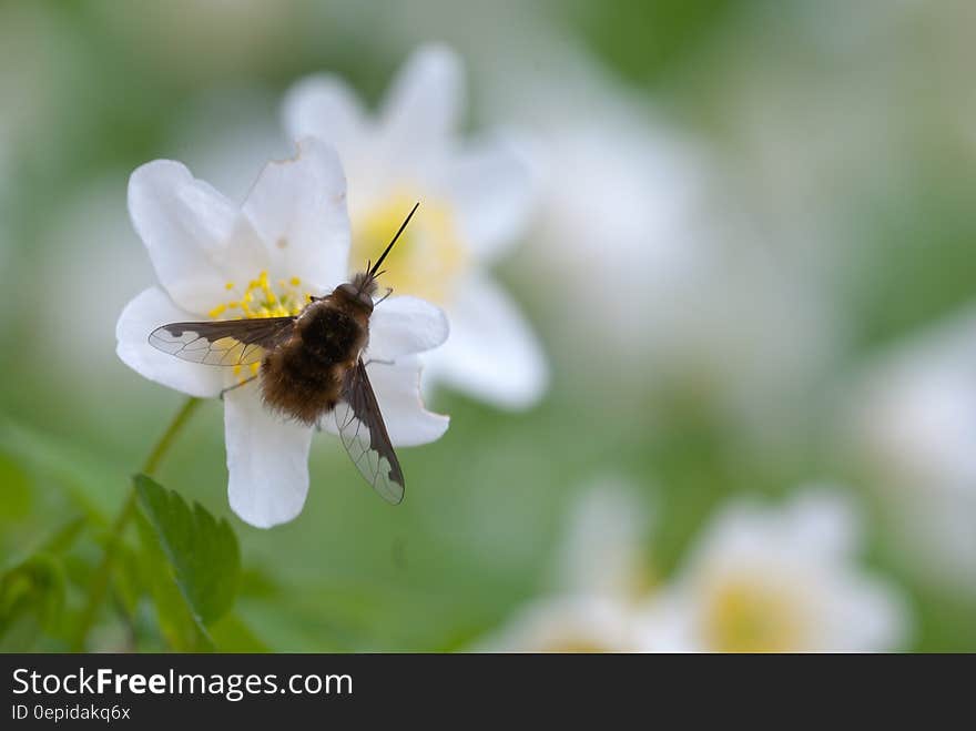 Brown Moth on White Petal Flower during Daytime