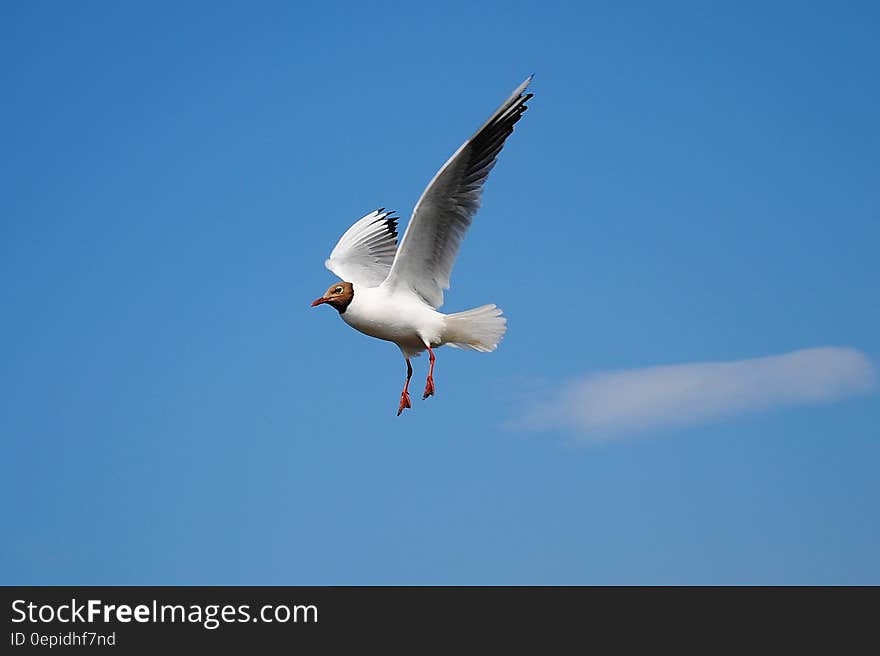 White Bird Flying Above Blue Skies during Daytime