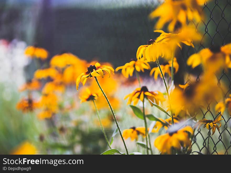 Yellow flowers