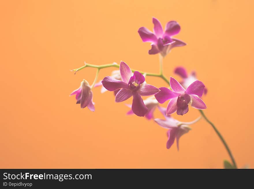 Purple Flowers