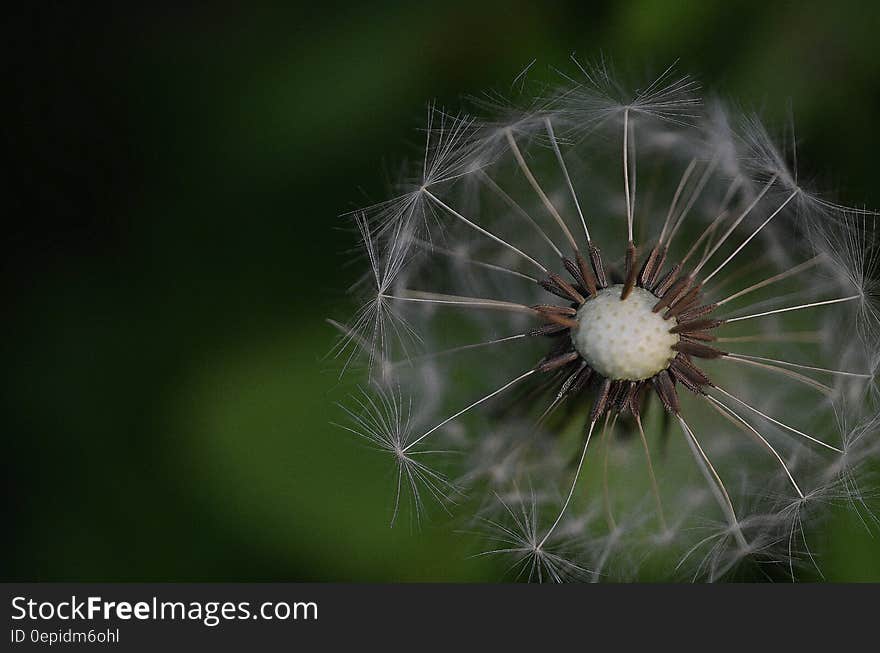 White Plants