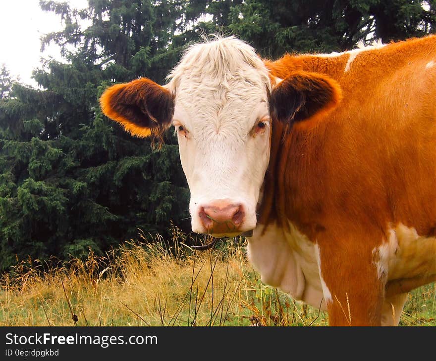 Brown and White Cow