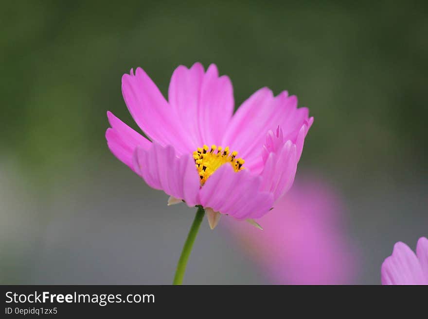 Pink Petaled Flower